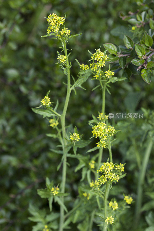 Sisymbrium Officinale -篱芥